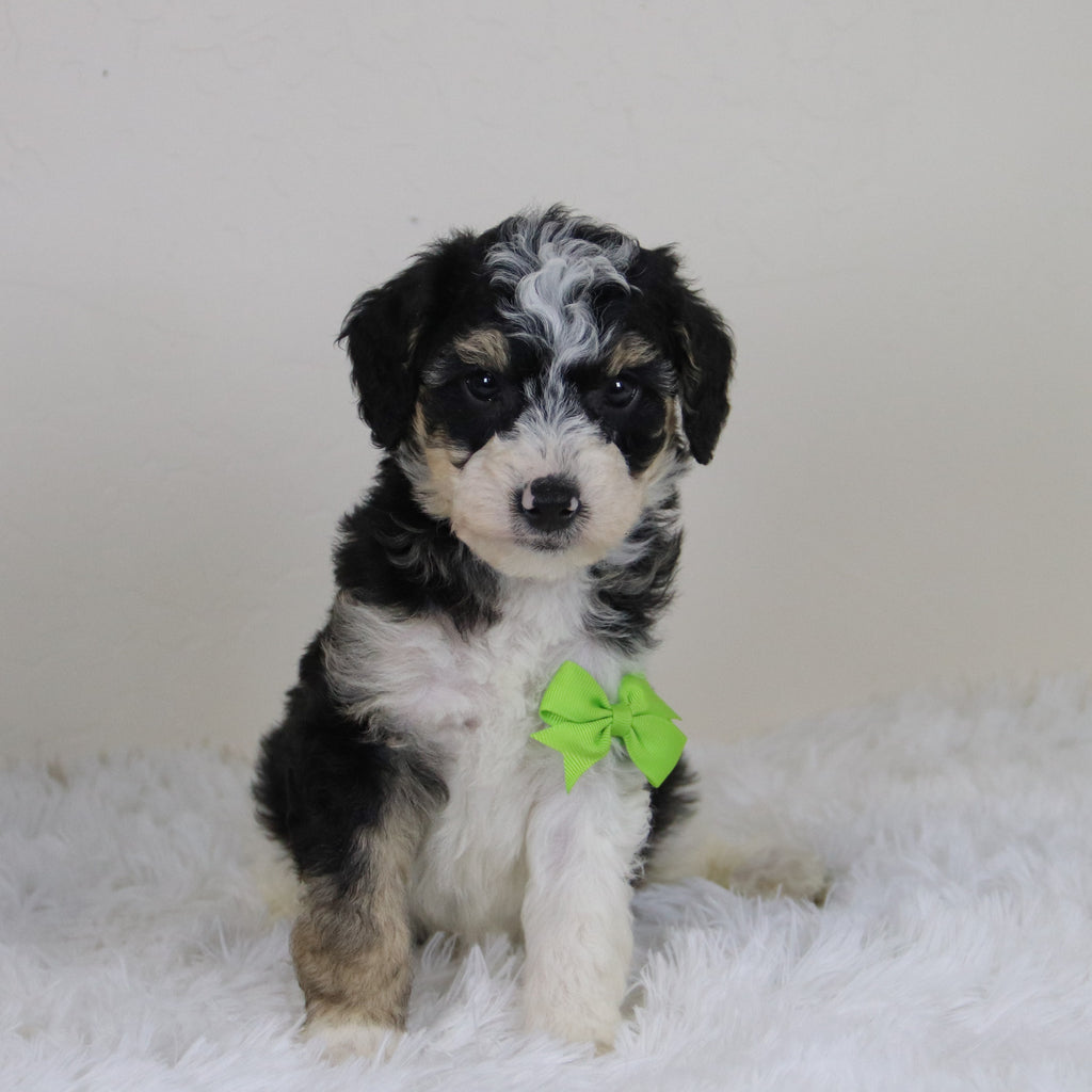 Emerson - Available 11/12