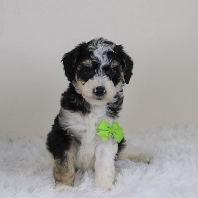 Emerson - Available 11/12