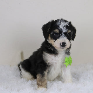 Emerson - Available 11/12