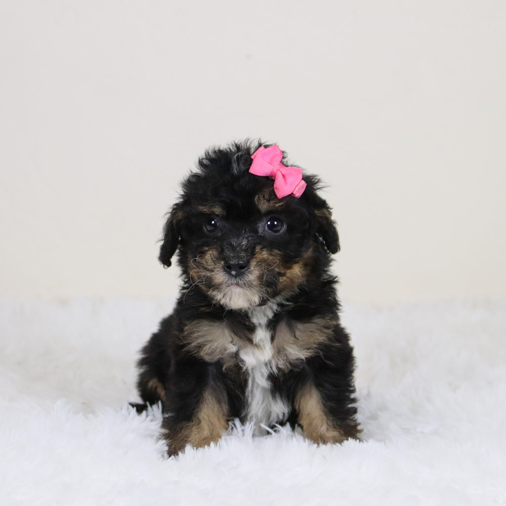 Laura - Available 11/12