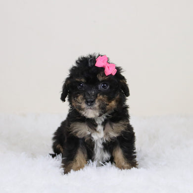 Laura - Available 11/12