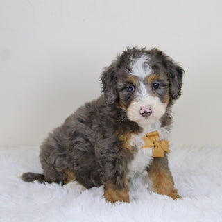 Pedro - Available 11/12