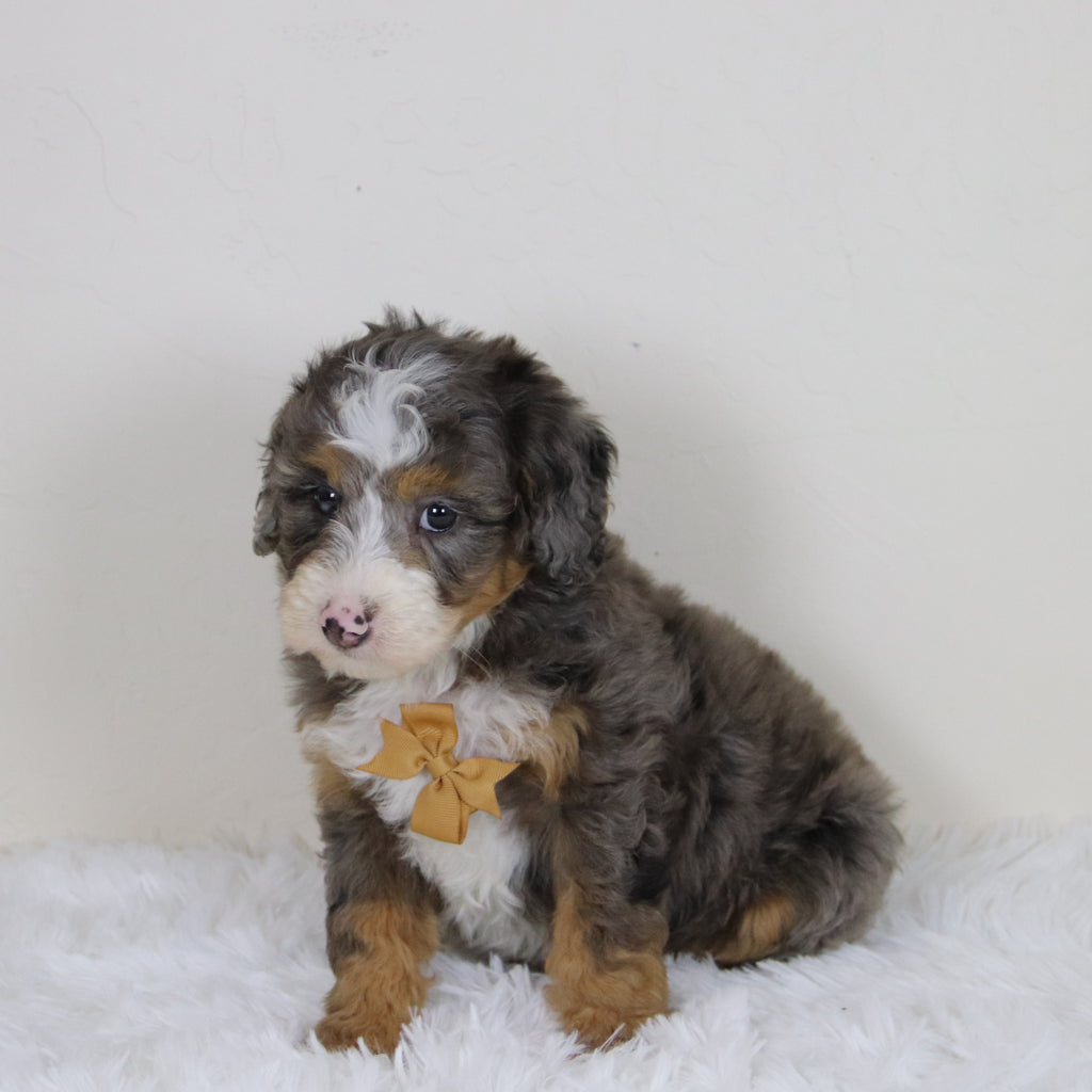 Pedro - Available 11/12