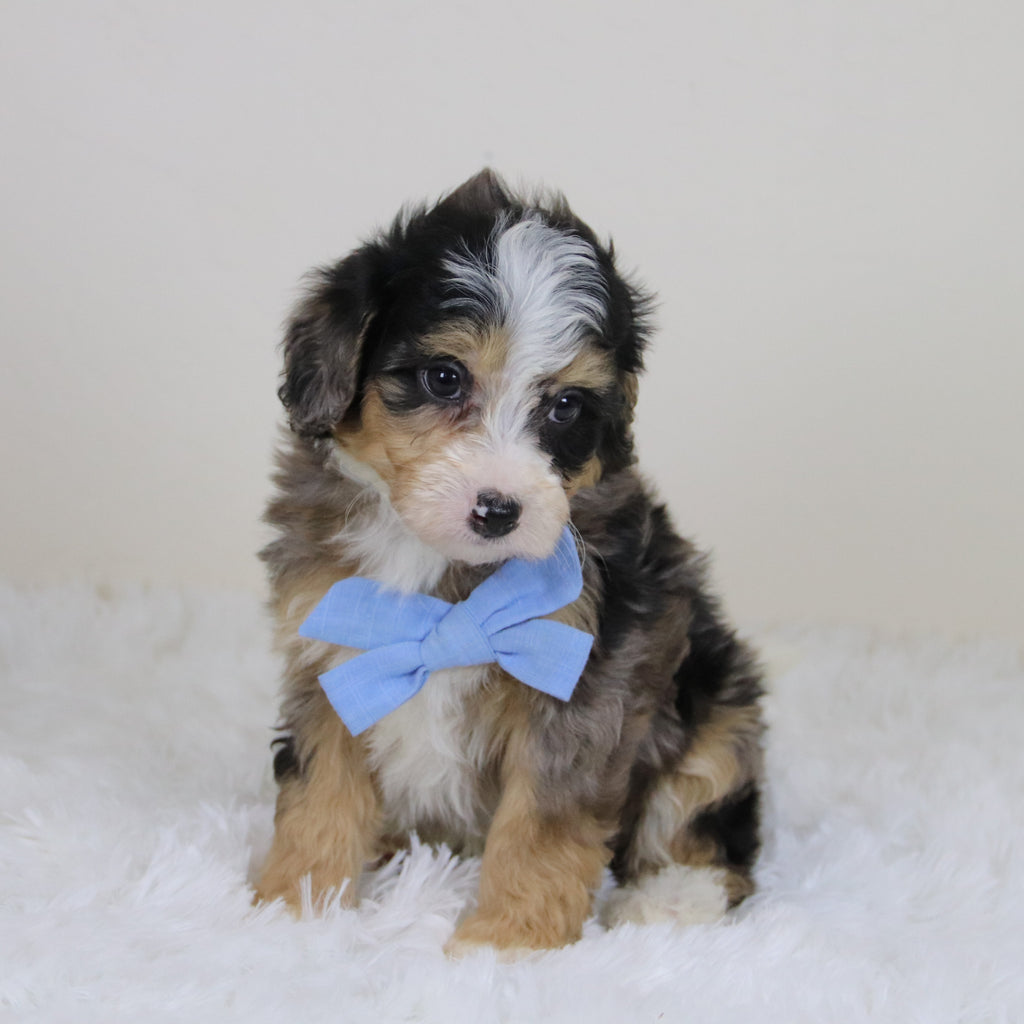 Blake - Available 11/12