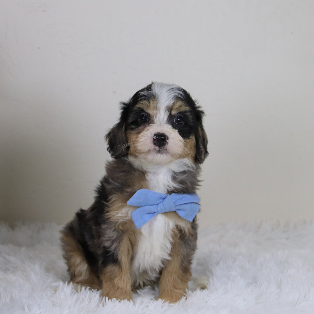 Blake - Available 11/12