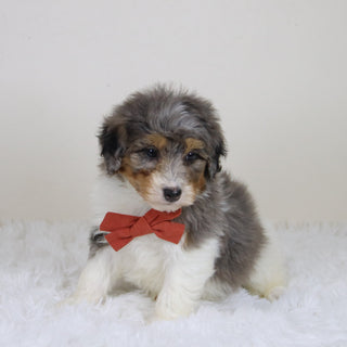 Thomas - Available 11/12