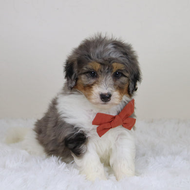 Thomas - Available 11/12