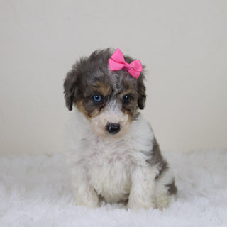 Georgia - Available 11/12