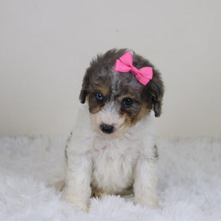 Georgia - Available 11/12