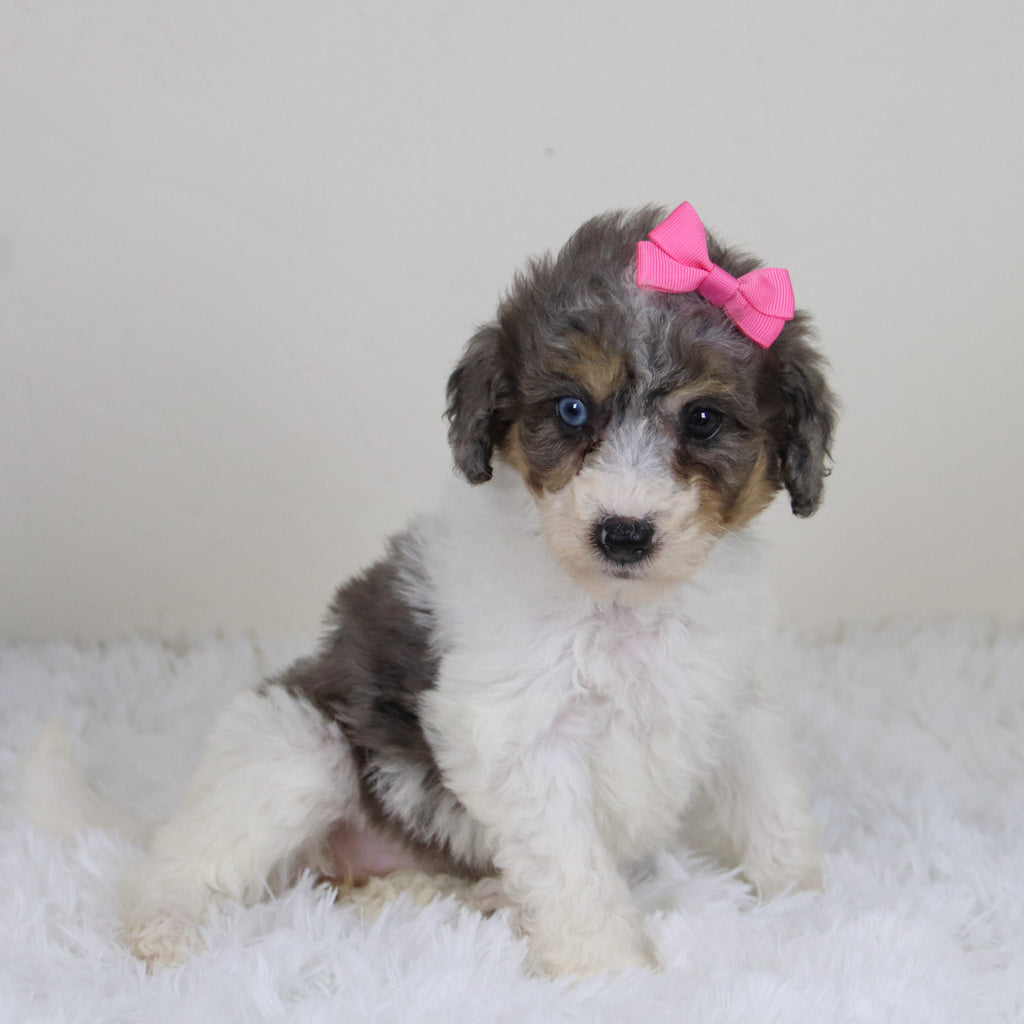 Georgia - Available 11/12