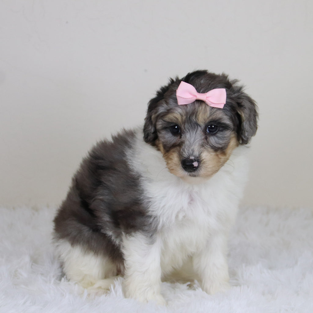 Rosaria - Available 11/12