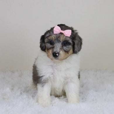 Rosaria - Available 11/12