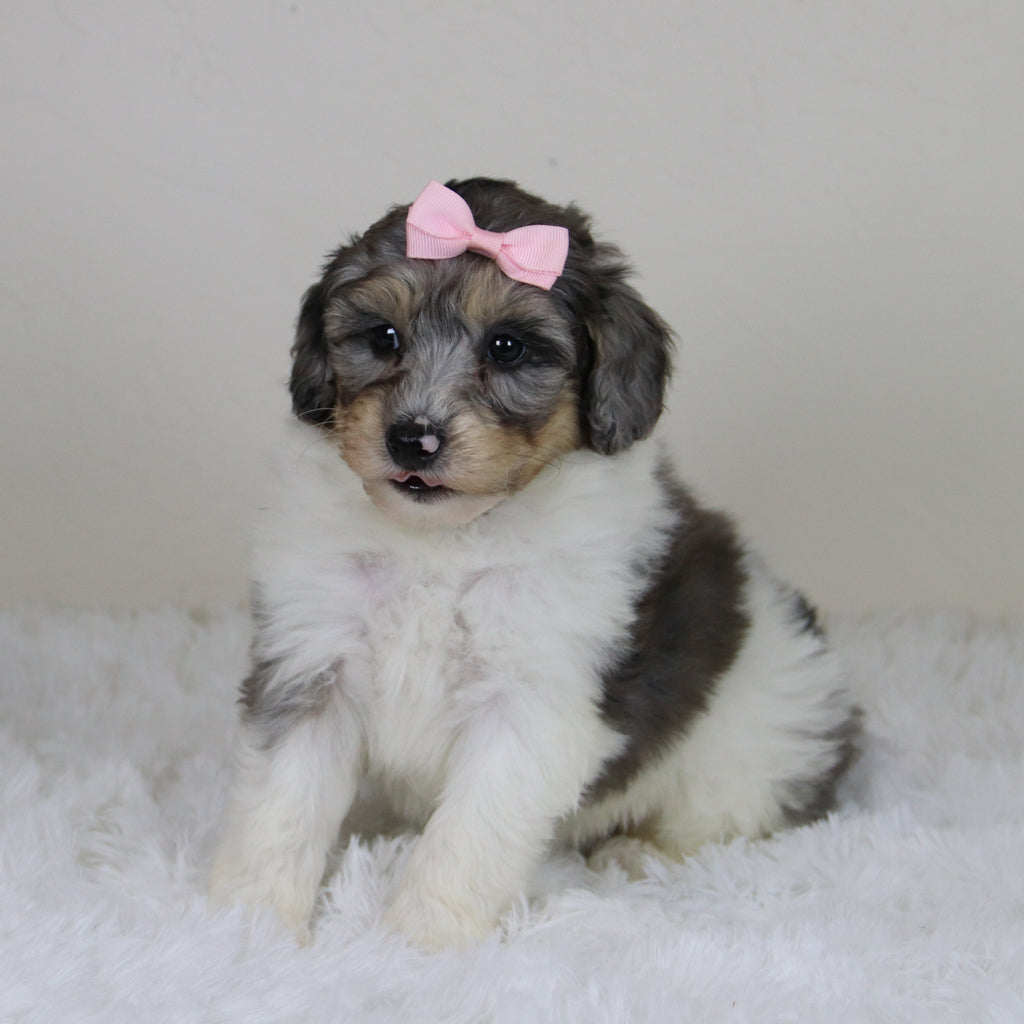 Rosaria - Available 11/12