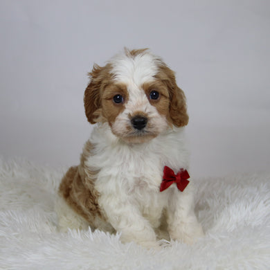 Rocco - Available 12/3