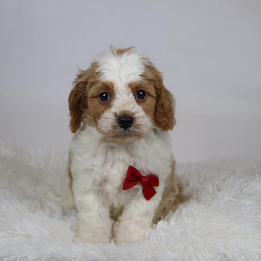 Rocco - Available 12/3