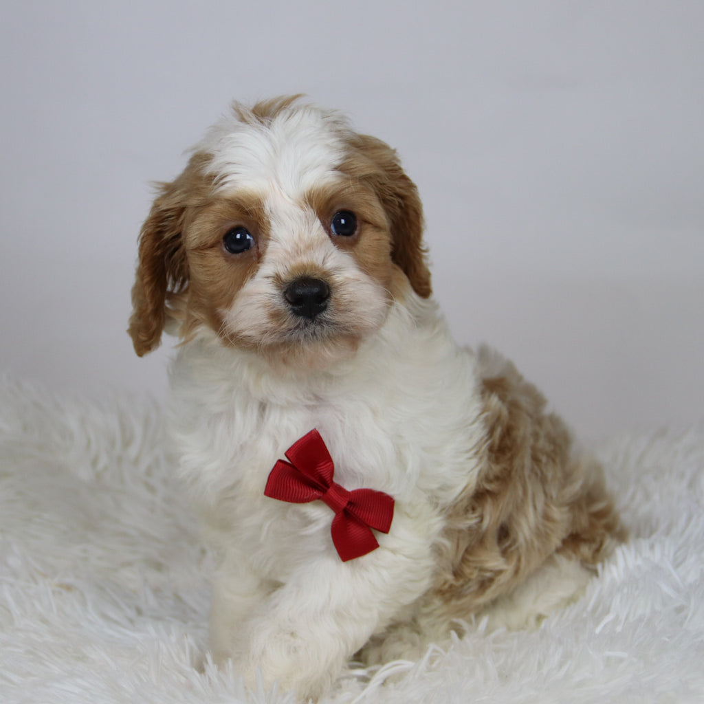 Rocco - Available 12/3