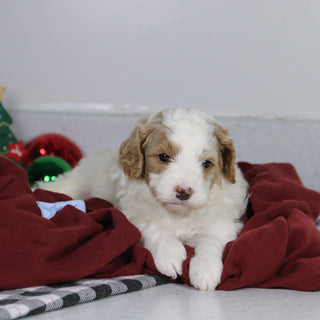 Bray - Available 1/14