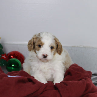 Bray - Available 1/14