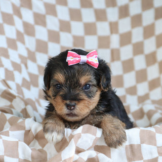 Puppies for sale in New York, NY