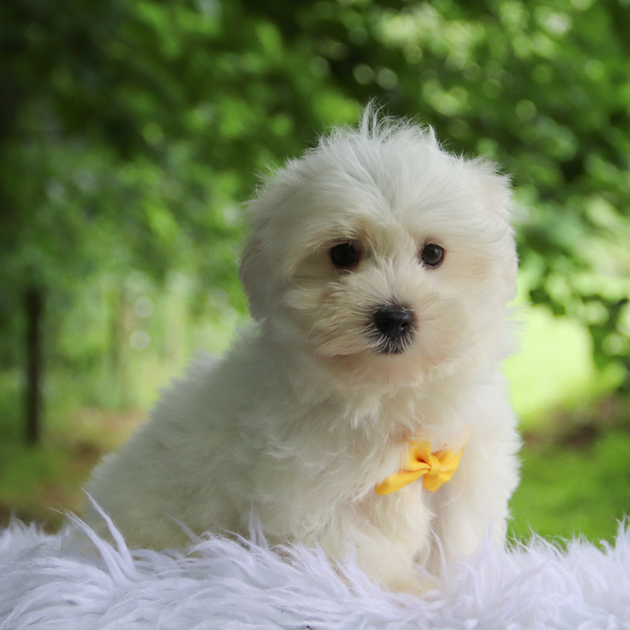 Puppies for sale in Chula Vista