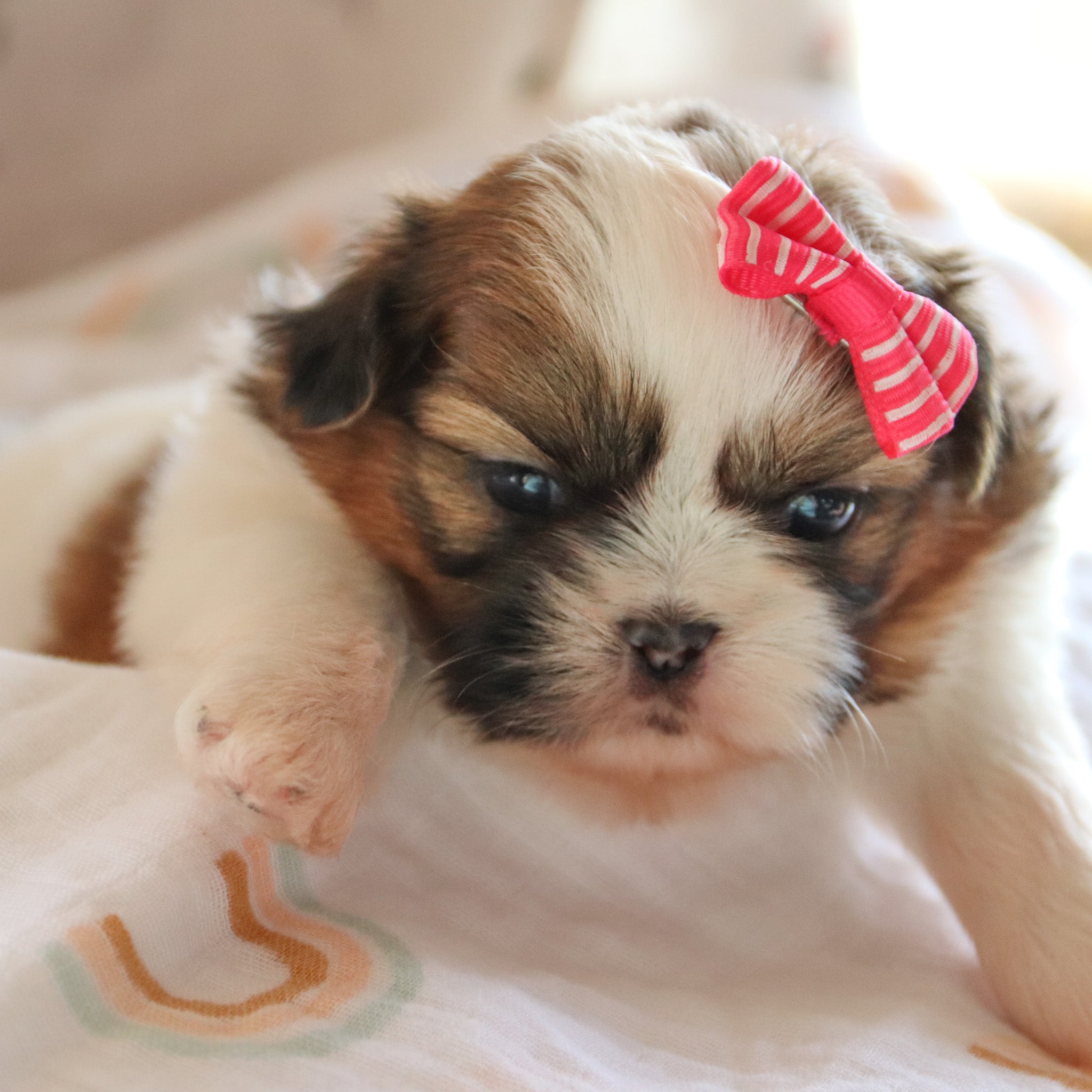 Puppies for sale in Dallas, TX