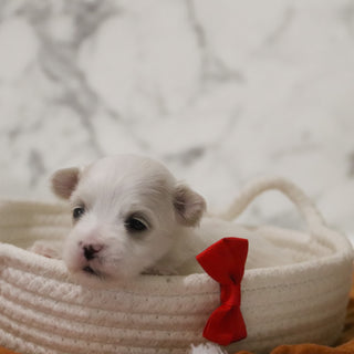 Clark - Available 12/31