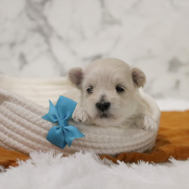 Peter - Available 12/31