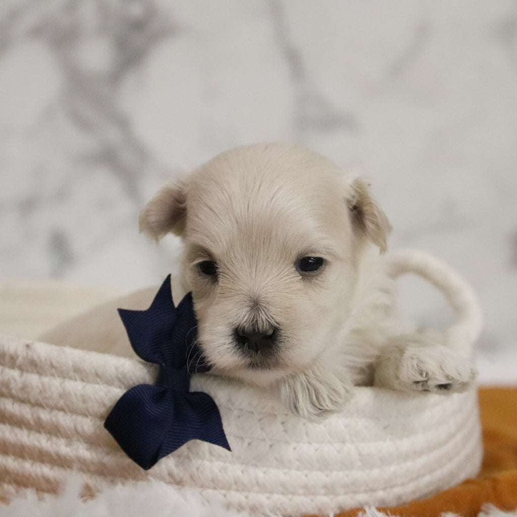 Hal - Available 12/31