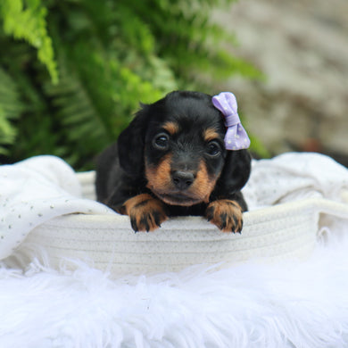Bailey - Available 7/30