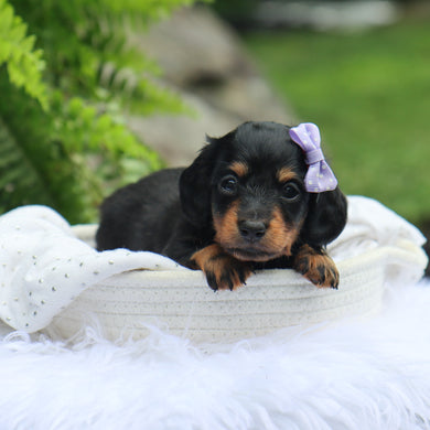 Bailey - Available 7/30