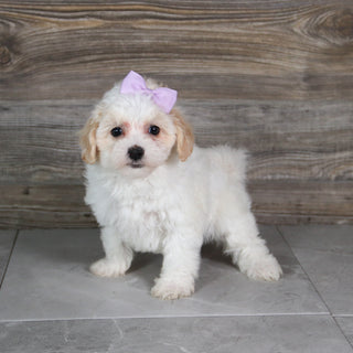 Moxie - Available 5/21
