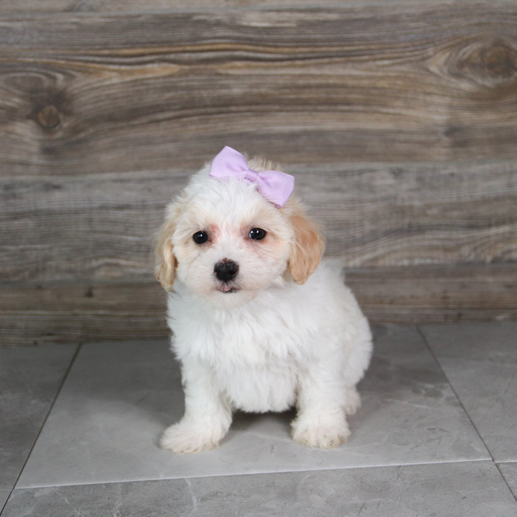Moxie - Available 5/21