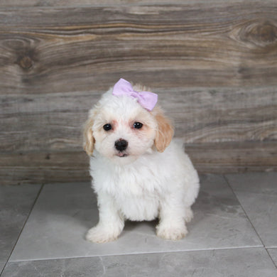 Moxie - Available 5/21