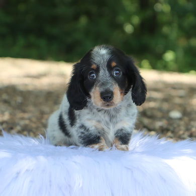 Skippy - Available 7/9