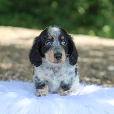 Skippy - Available 7/9