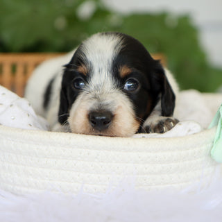 Puppies for sale in Seven Devils