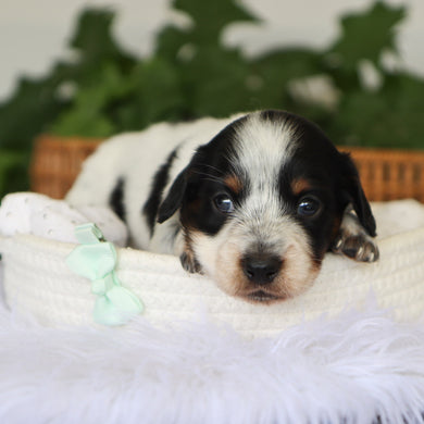 Skippy - Available 7/9