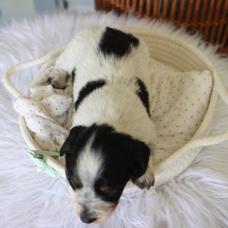 Skippy - Available 7/9