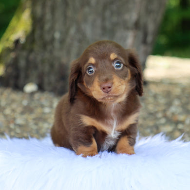 Mimi - Available 7/9