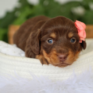 Mimi - Available 7/9