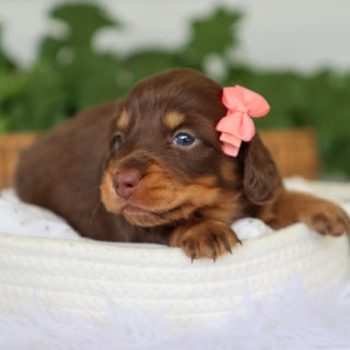 Mimi - Available 7/9