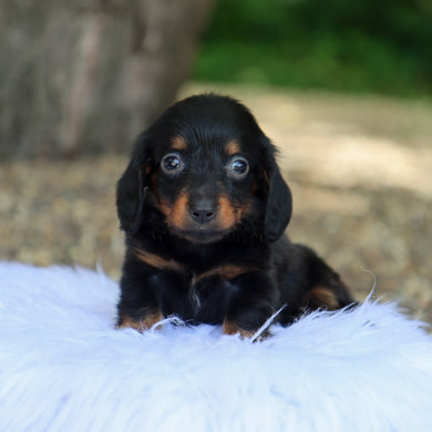Barnie - Available 7/9