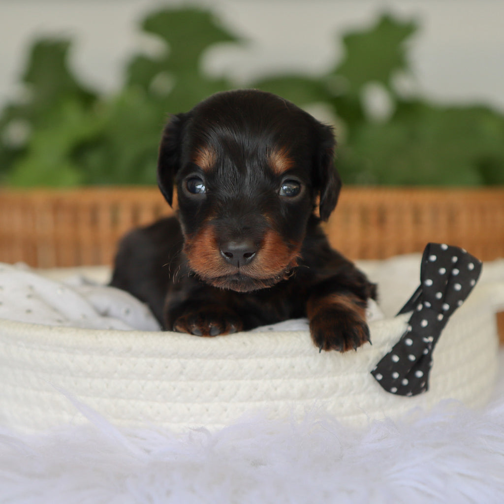Barnie - Available 7/9