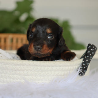 Barnie - Available 7/9