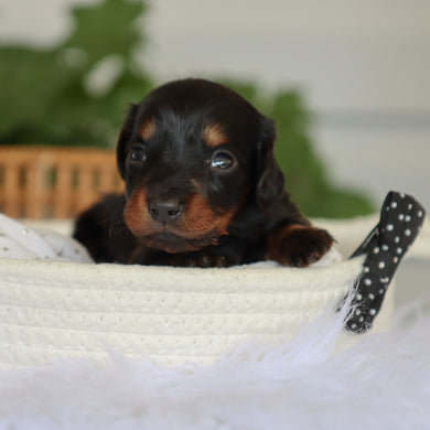 Barnie - Available 7/9