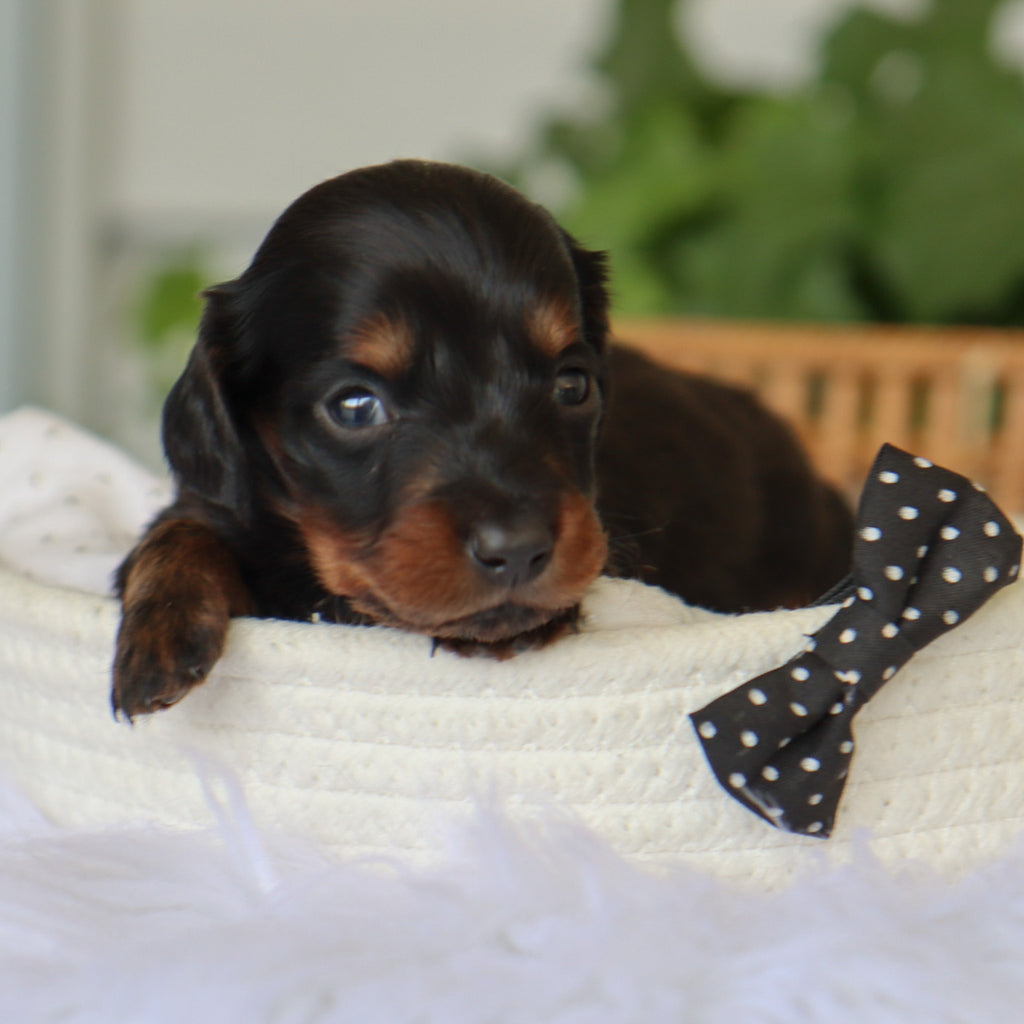 Barnie - Available 7/9