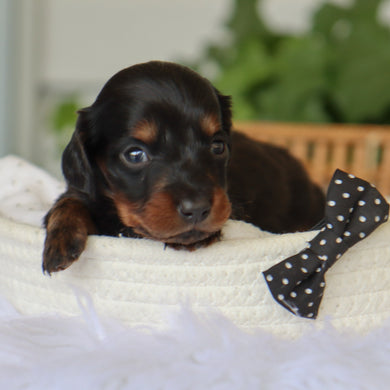 Barnie - Available 7/9