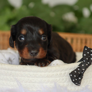 Barnie - Available 7/9