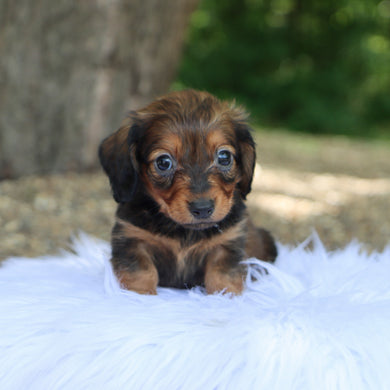 Lilo - Available 7/9