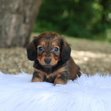 Lilo - Available 7/9